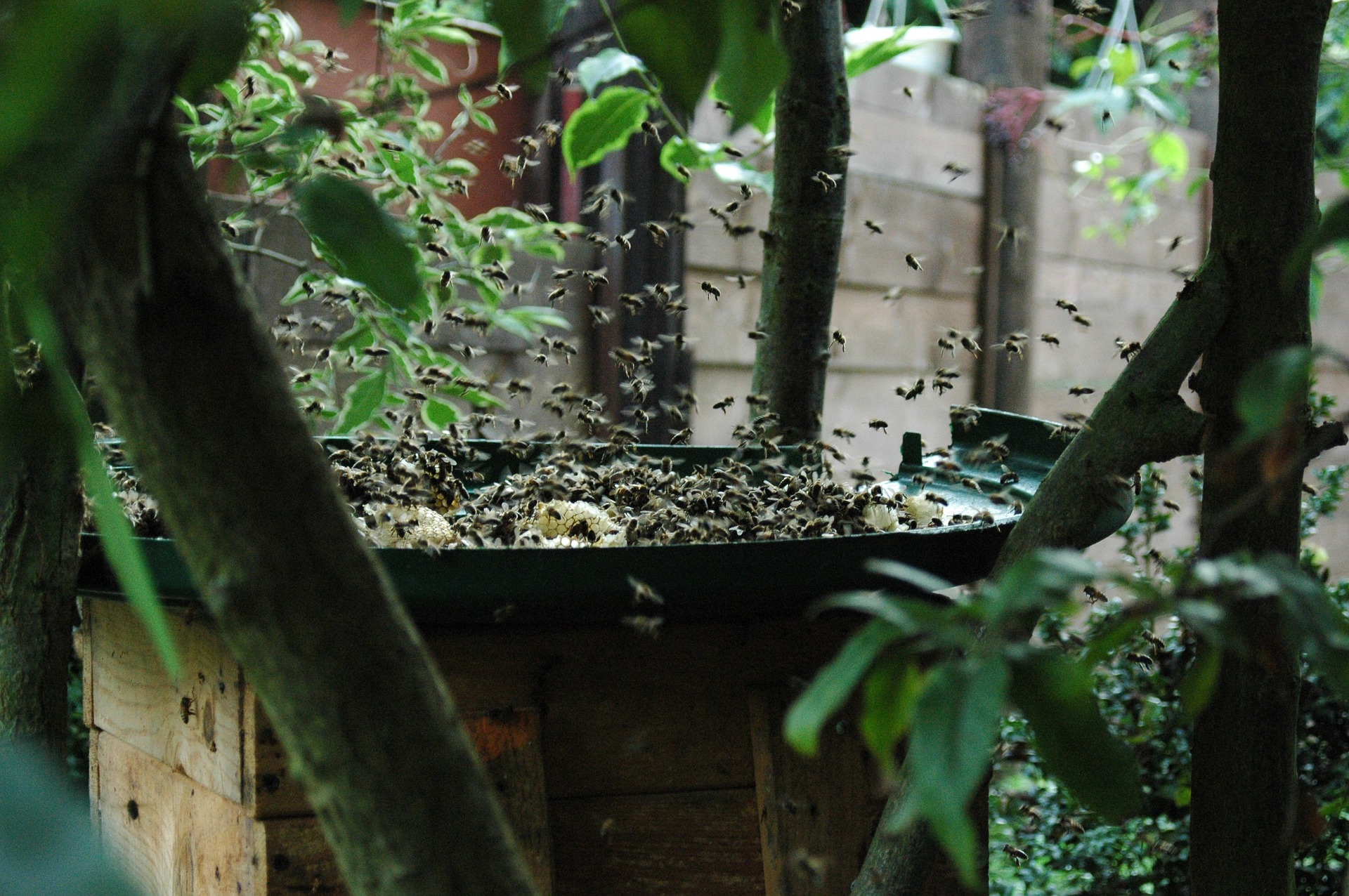 Fall Feeding Honey Bees - Hack My Hive